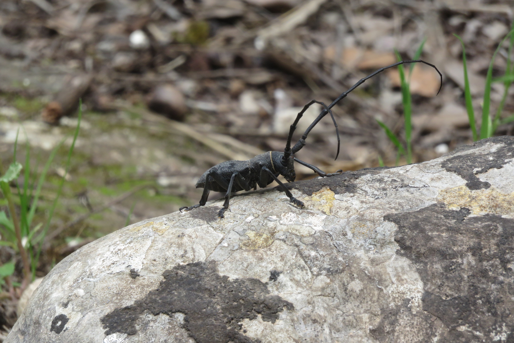 miniatura